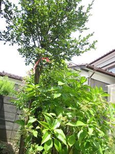IMG_0795_R.JPG